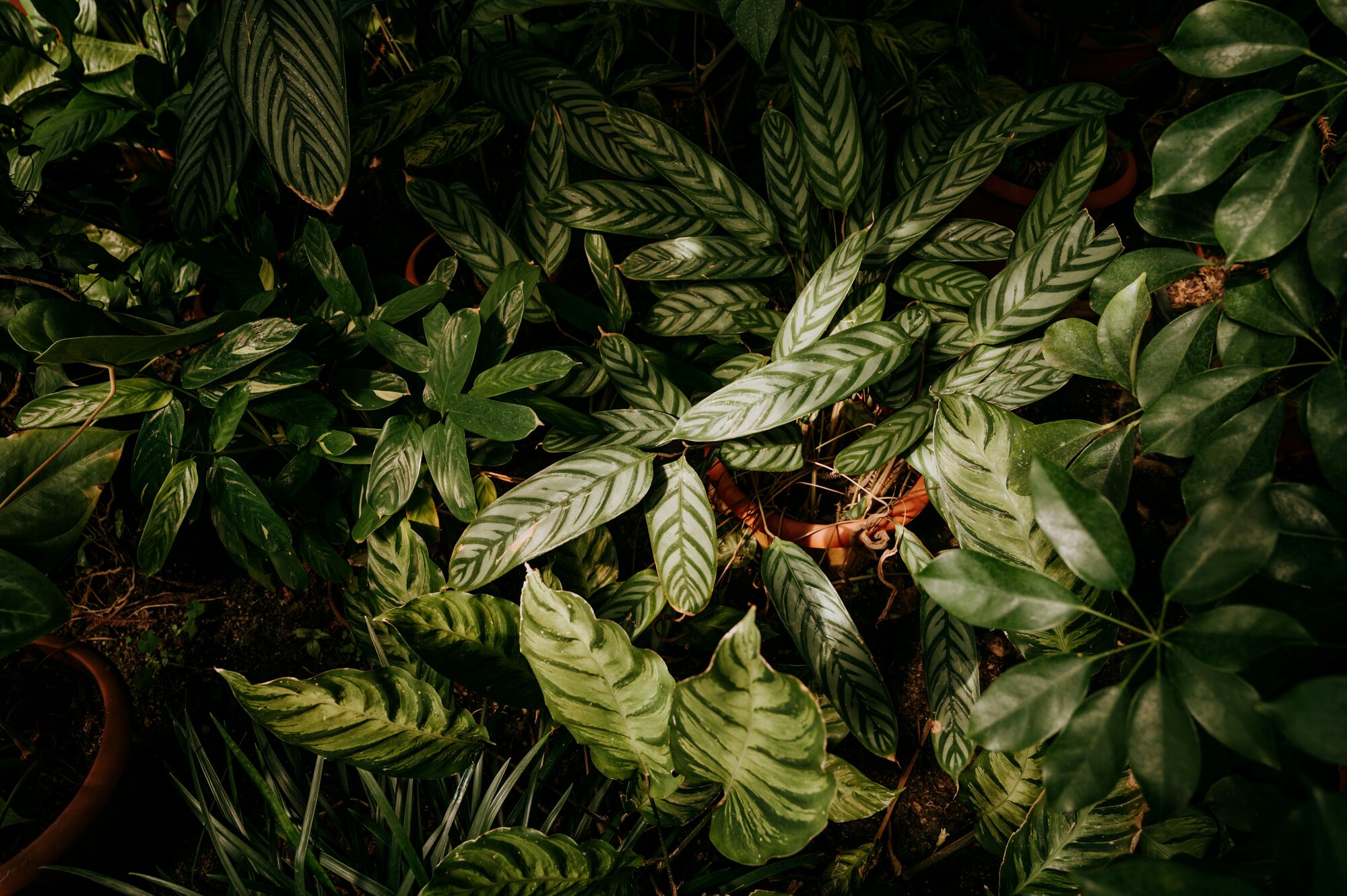 Indica vs. Sativa: Wo liegt der Unterschied?