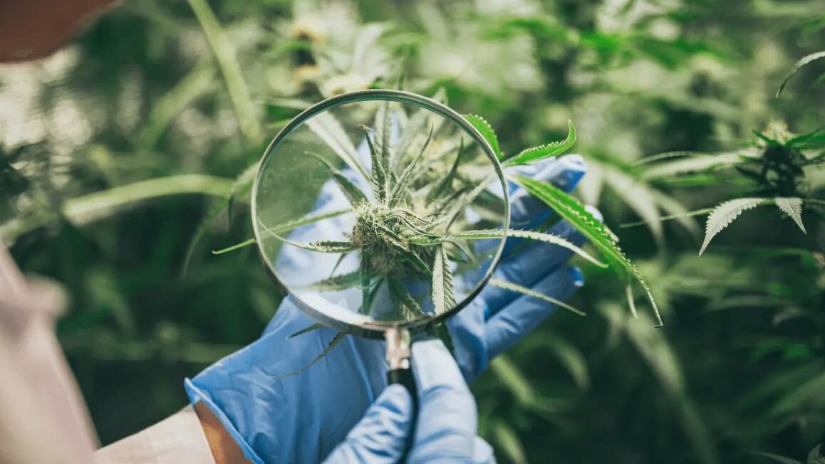 Wo kann ich mein Cannabis Rezept einlösen?