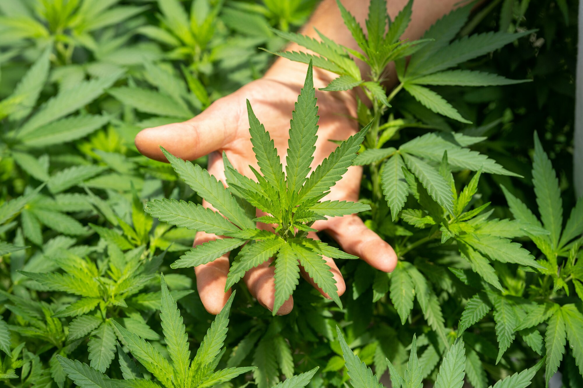 Medizinisches Cannabis