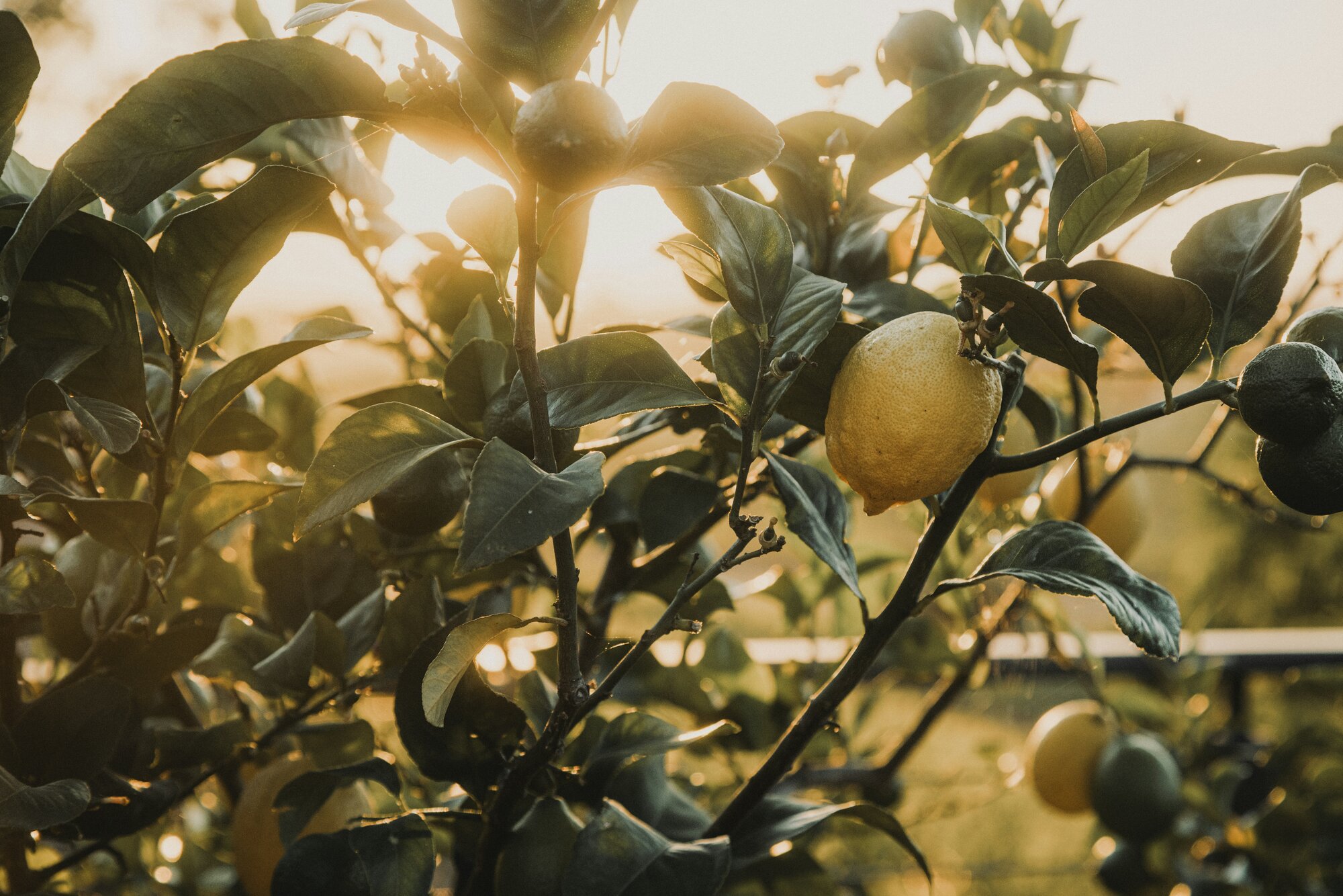 Synthetische oder natürliche Terpene: Was ist eigentlich besser?