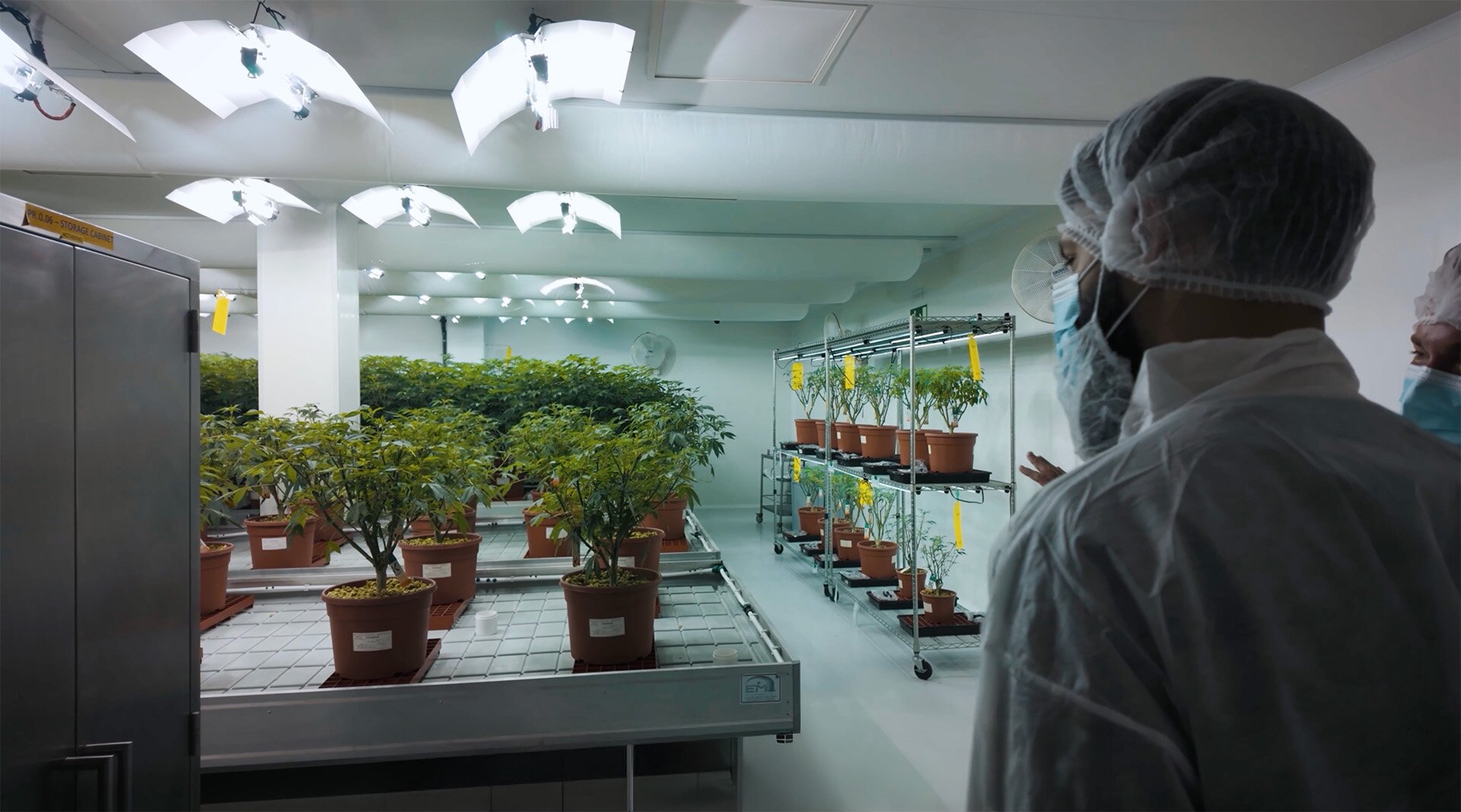 Highwan UNCOVERS: SOMAÍ – Cultivation