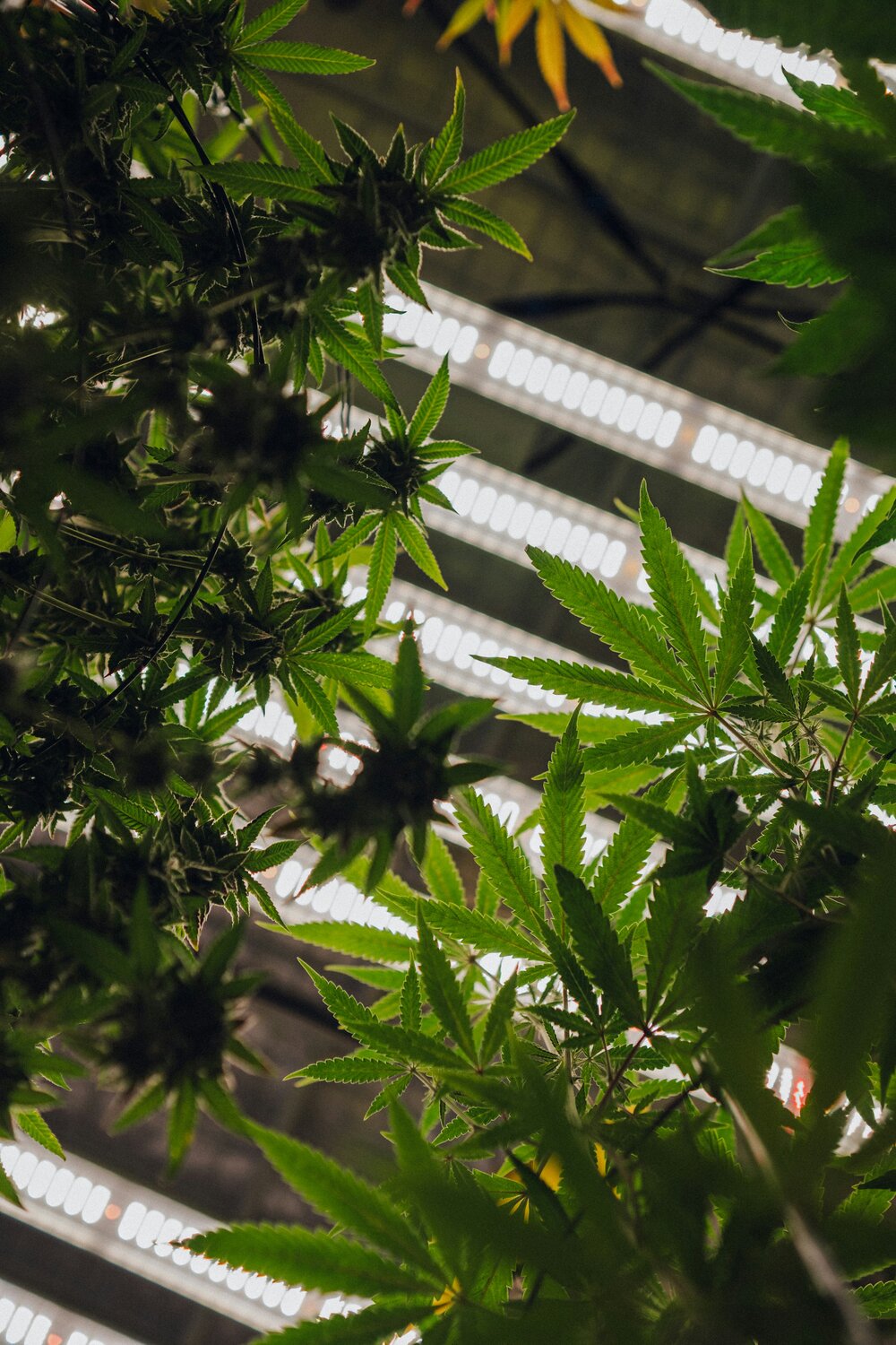 THC, CBD & Co.: Die wichtigsten Cannabis-Begriffe einfach erklärt