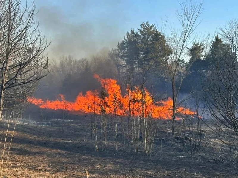 Grass and brush fire beside bare trees
