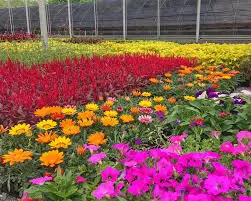 Abbott Creek Nursery