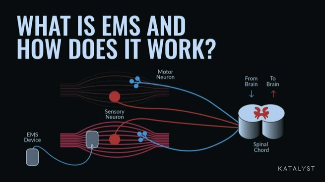 Detail of motor neuron inner workings showing electrical impulse paths.