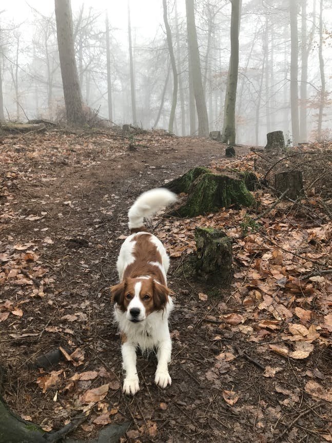 Dog in forest doing a play bow