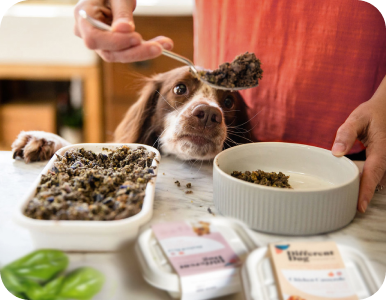 Dog waiting for food