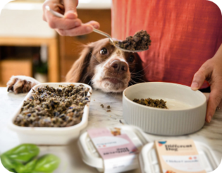 Dog waiting for food
