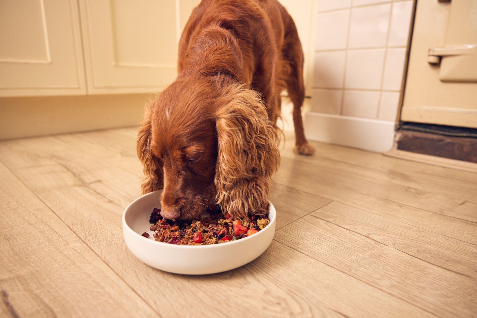 Transitioning Your Dog to a New Diet