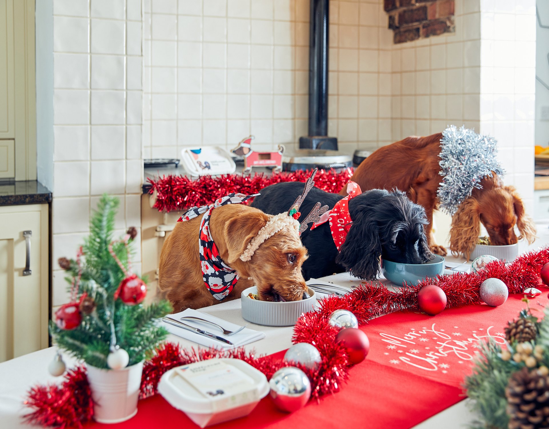 Dogs sitting at the table eating Christmas dinner 