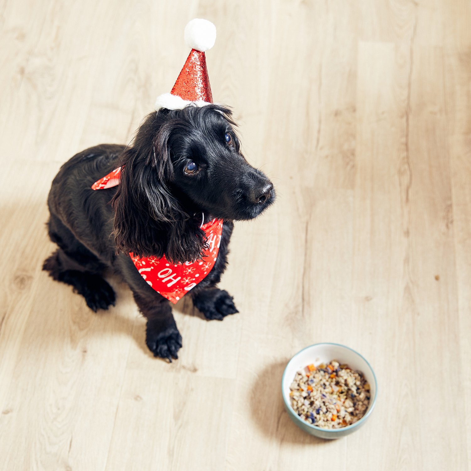 Spaniel with party hat and Christmas dinner