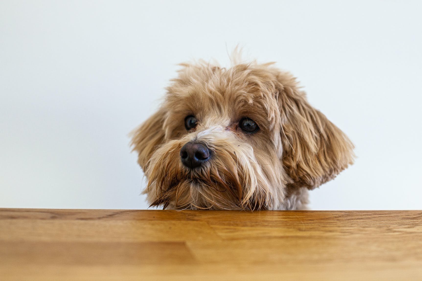 Dog with its chin on a table