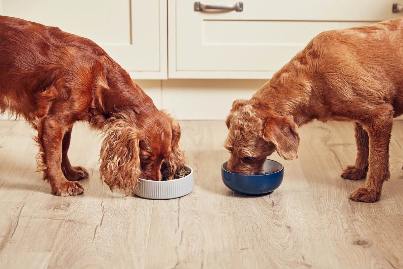 Two dogs eating food from bowls