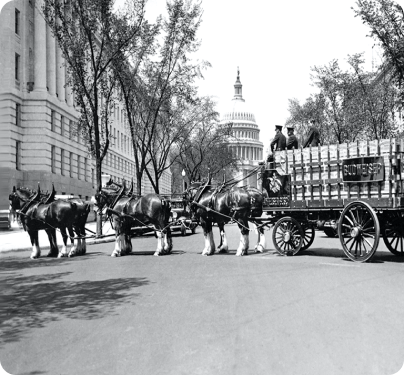 Anheuser-Busch Clydesdale hitch in front of the US Capital