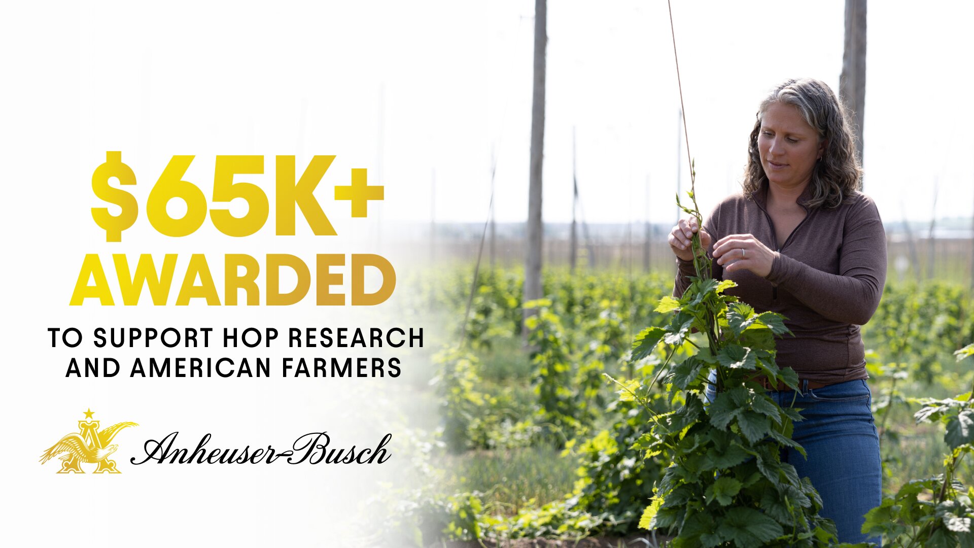 Anheuser-Busch Awards $65,000 Grant to Advance Hop Research