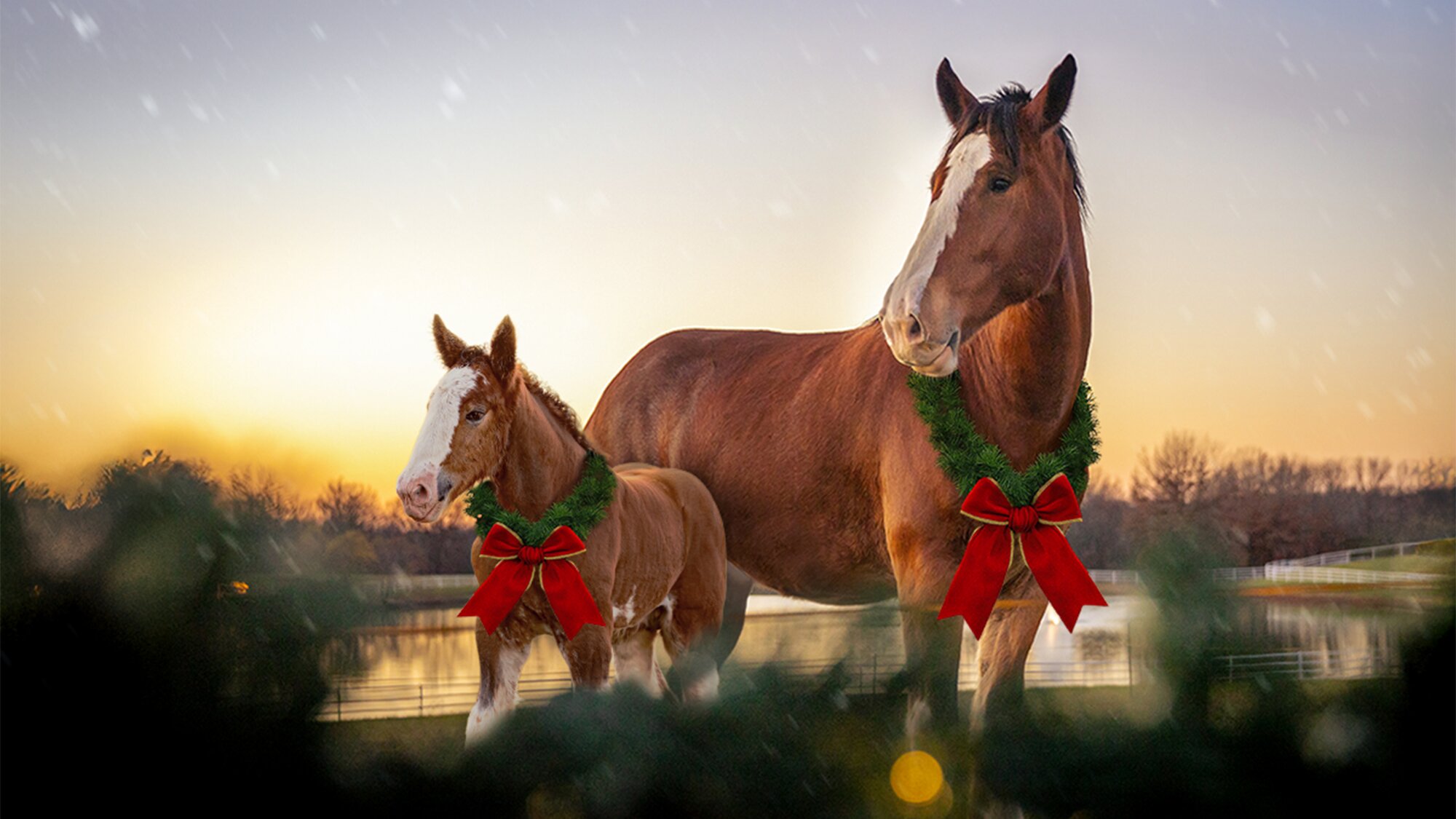Celebrate the holiday season at Warm Springs Ranch with three new Clydesdale foals