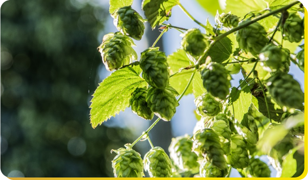 Hops growing on a plant.