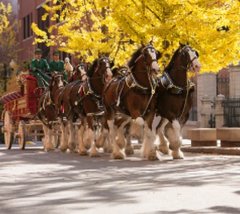 budweiser clydesdales tour 2023