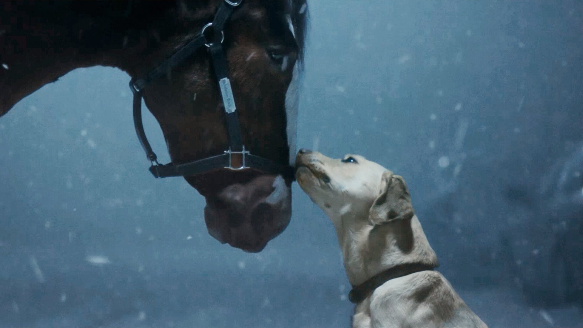  The Iconic Budweiser Clydesdales Deliver On-Screen Magic in Brand’s Super Bowl LVIII Commercial