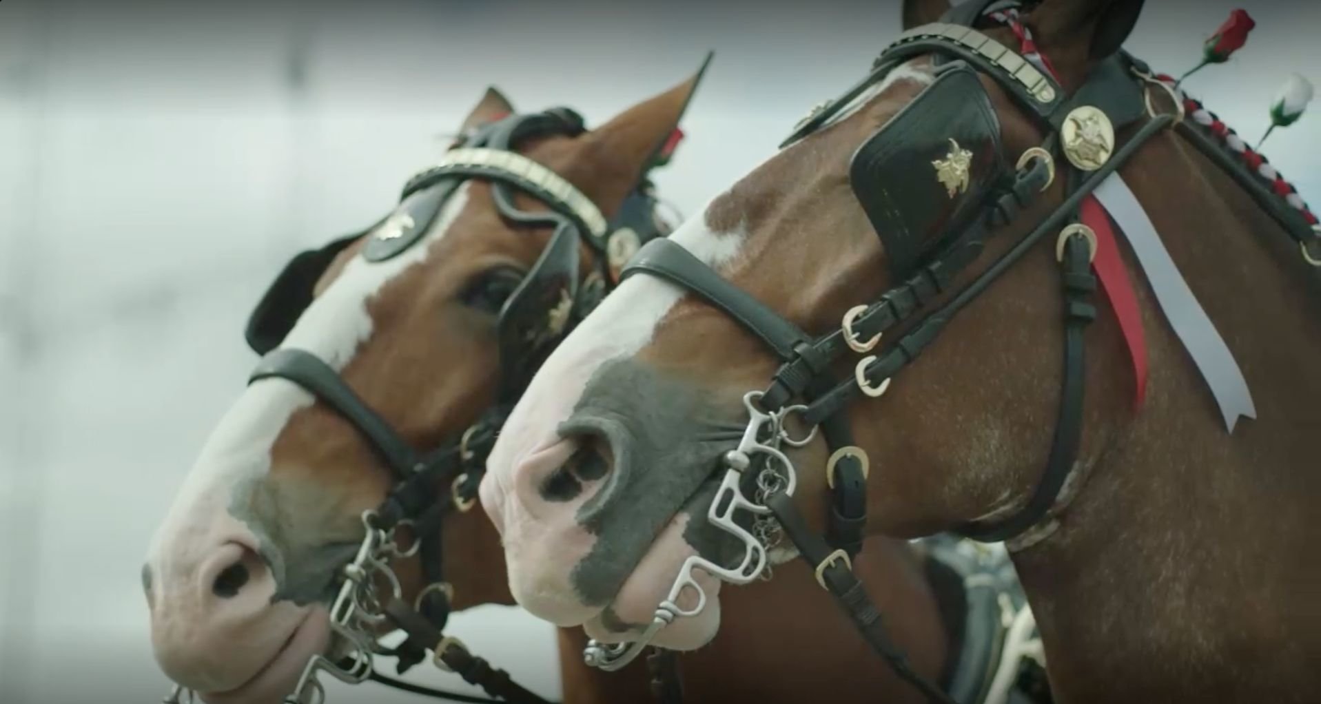 Anheuser-Busch Debuts New Ad Celebrating the People Behind the World-Famous Budweiser Clydesdales