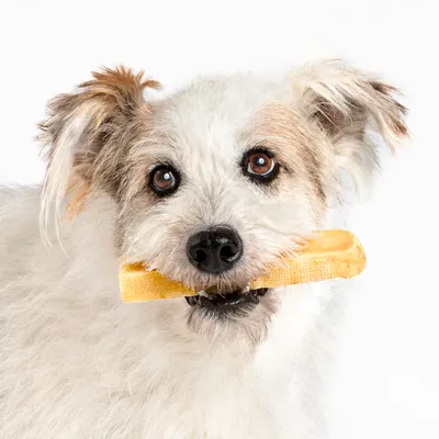 Bark Stoppers - Digestion Formula