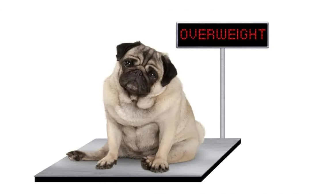 How Much Should My Dog Weigh? What You Should Know If Your Dog Is Overweight