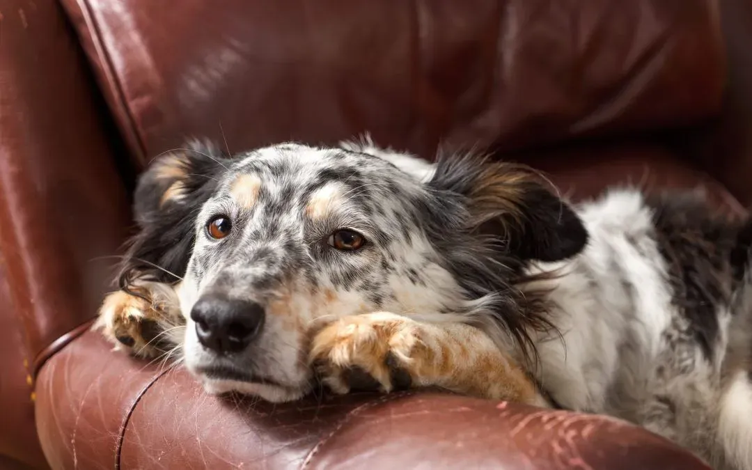 My Dog is Vomiting Bile (What Should I Do?)