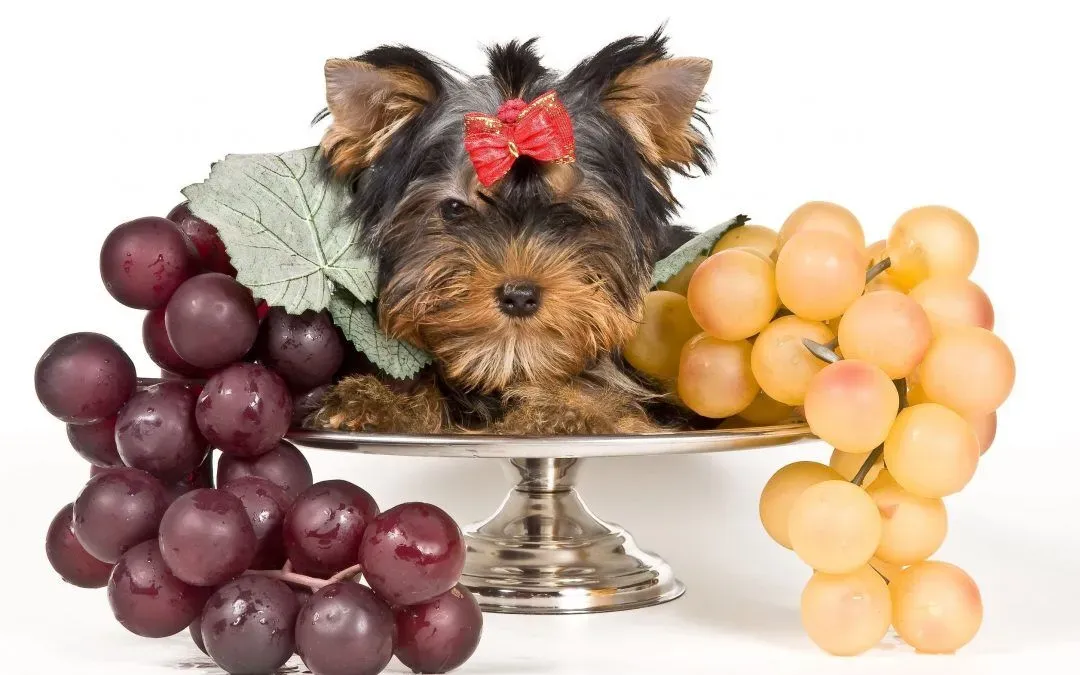 Human Food For Dogs: Can Dogs Eat Grapes?