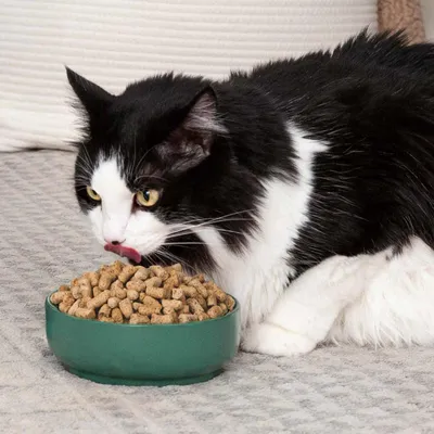 Nature's Feast – Essential Wellness – Chicken