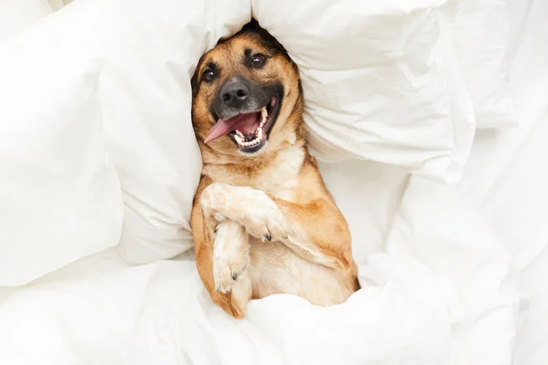 Should your dog sleep in your bed?