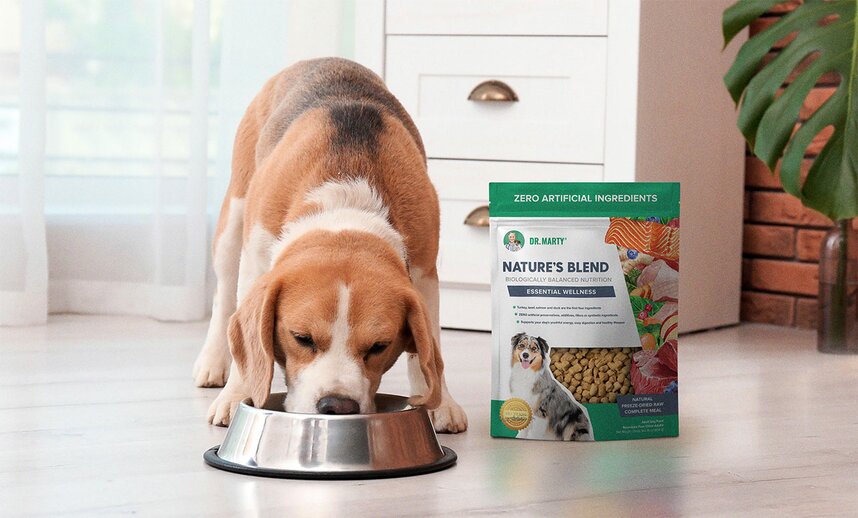 Beagle eating a bow of Nature's Blend