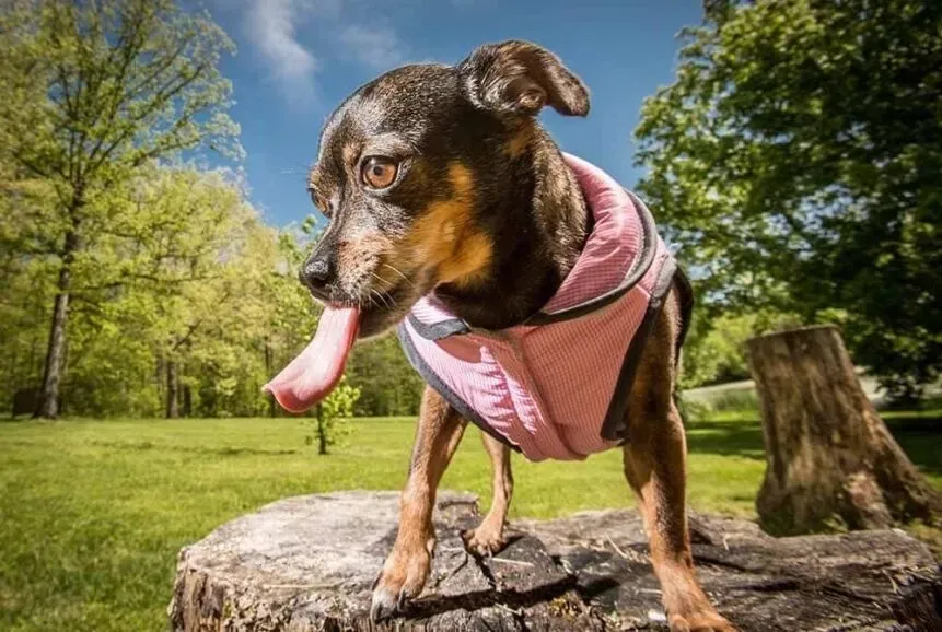 Why Does My Dog Lick Their Butt & “Private” Areas