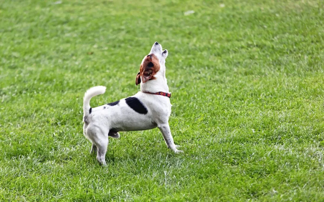 Communication: Understanding Dog Sounds