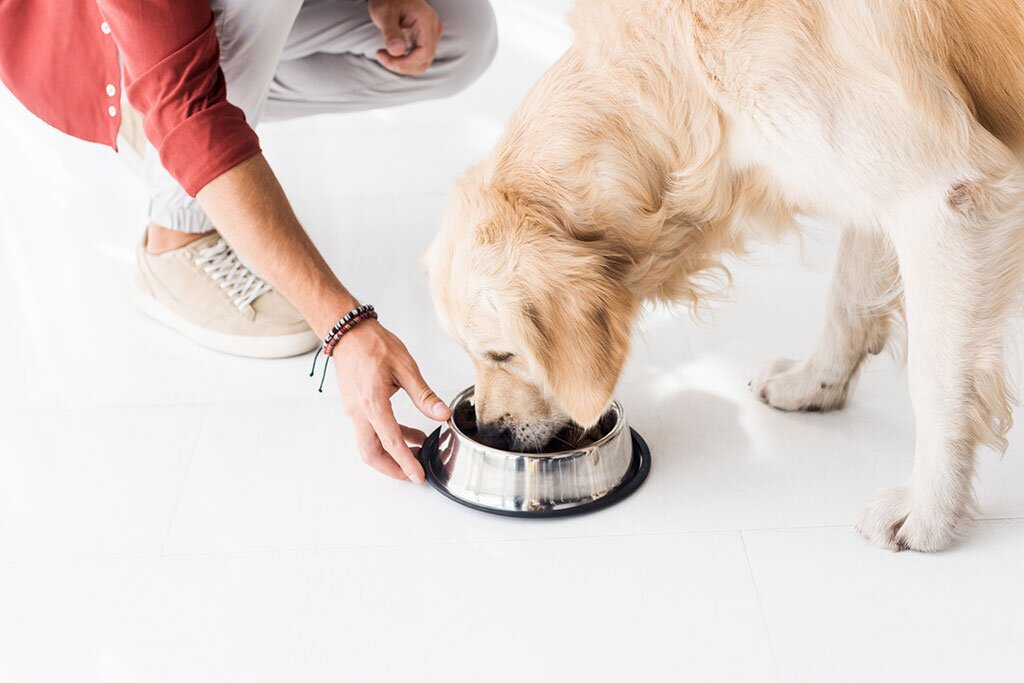 Dog eating out of a bowl