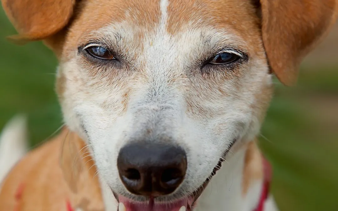 4 Canine Facial Expressions