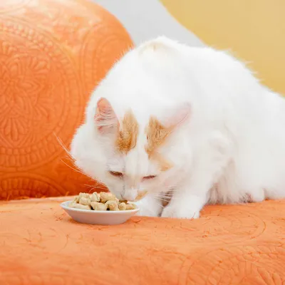 Nature's Feast – Essential Wellness – Poultry