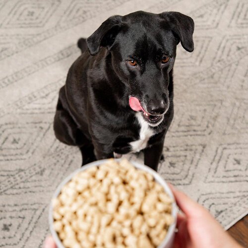 Dog waiting for a bowl of Radiant Select