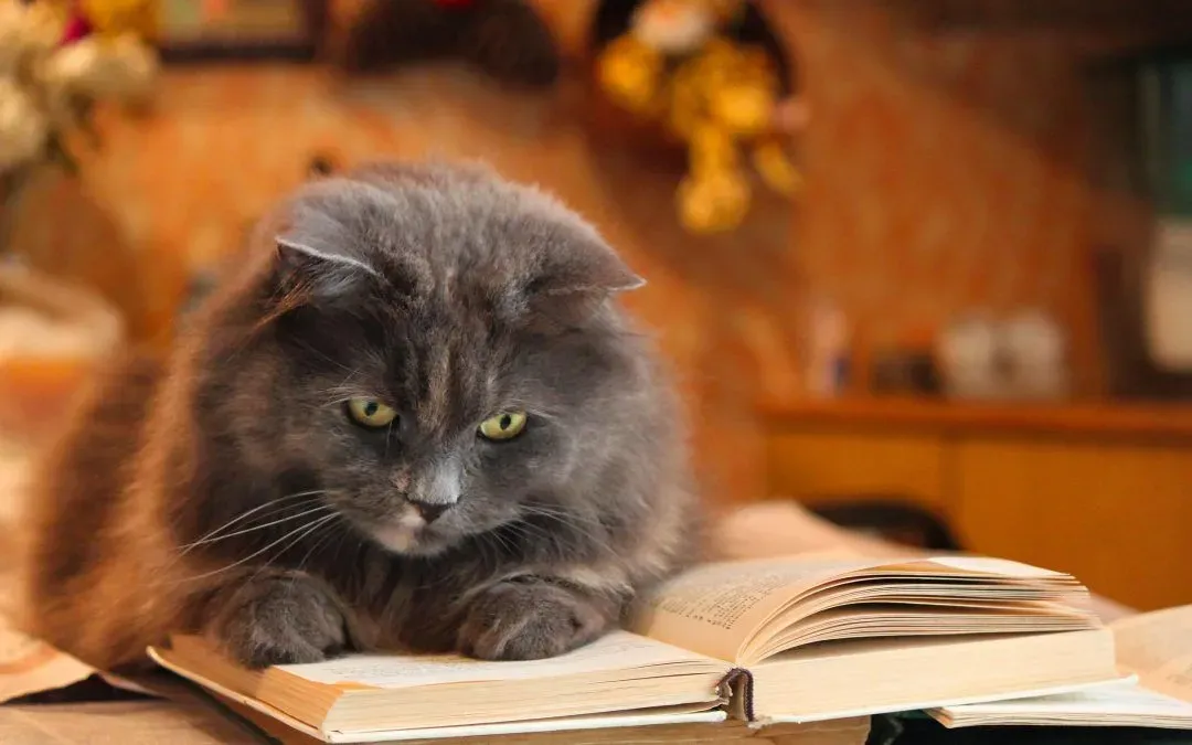 How to Make Your Cat Smarter
