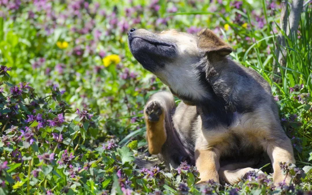 7 Ways To Get Rid of Dog Fleas, Naturally