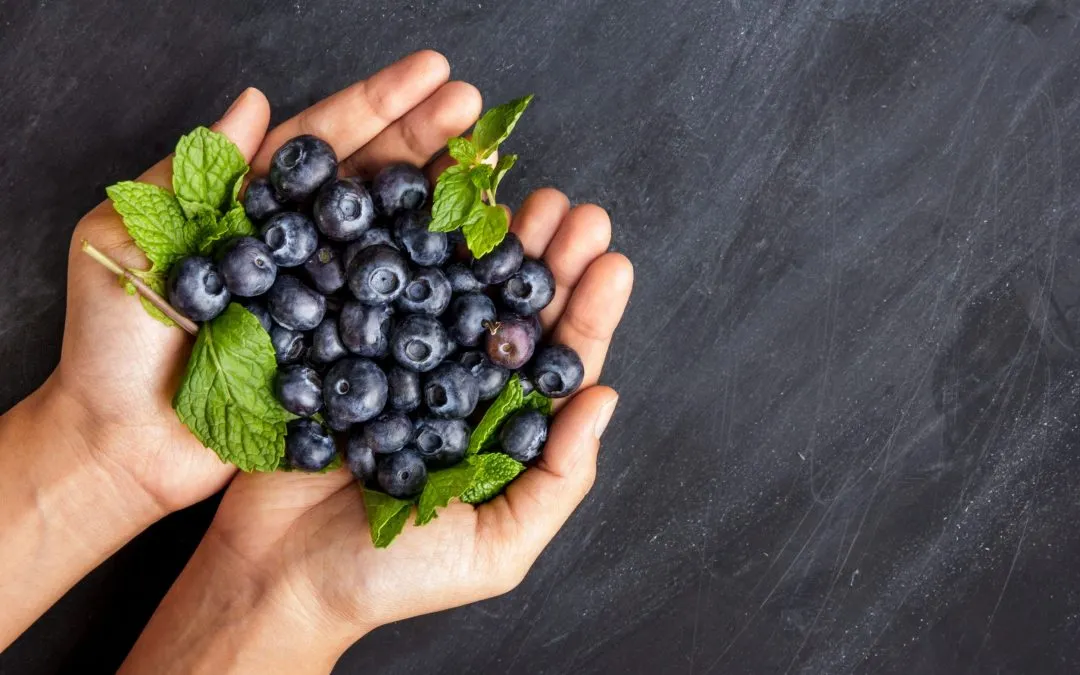 Human Food For Dogs: Can Dogs Eat Blueberries?