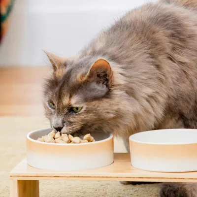 Nature's Feast Essential Wellness Variety Pack