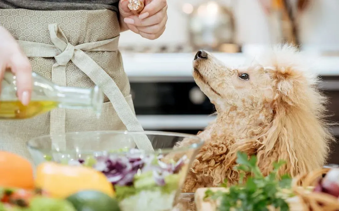 Olive Oil for Dogs – Can It Benefit Your Pup?
