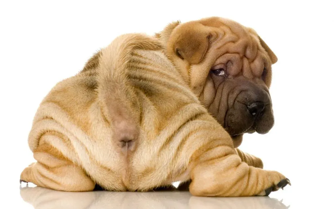 Some DIY Advice For Your Dog’s (Stinky) Anal Glands