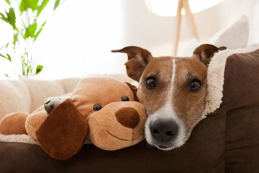 How To Socialize A Dog: It’s Never Too Late