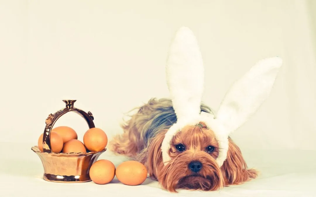 Human Food For Dogs: Can Dogs Eat Eggs?