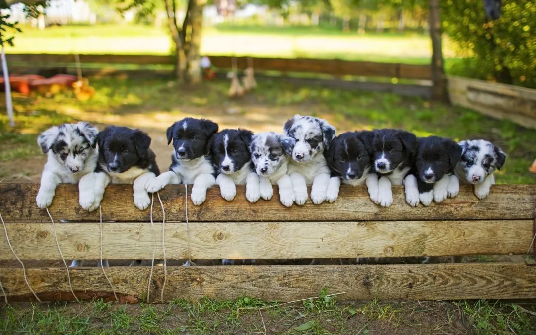 Why You Should Spay Your Dog (and after spay care)