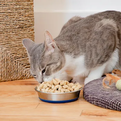 Nature's Feast – Essential Wellness – Poultry, Beef & Salmon