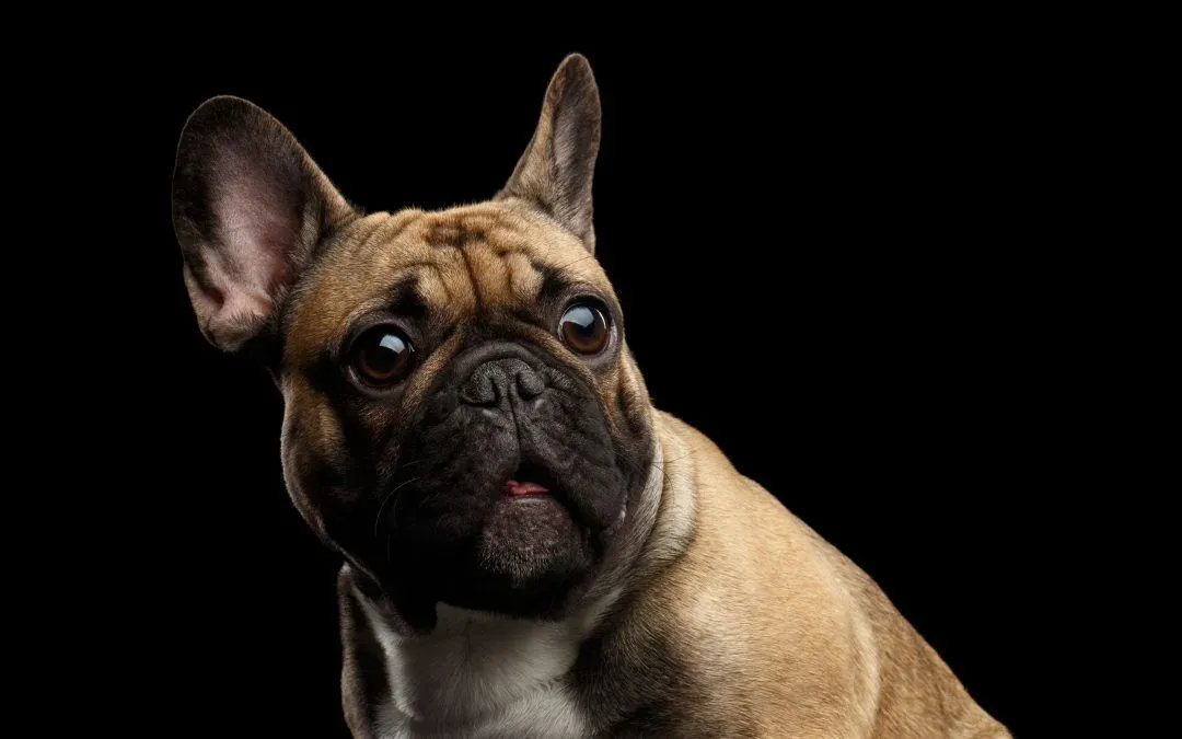 Grumbles and Gurgles - Is my Dog's Tummy Upset 