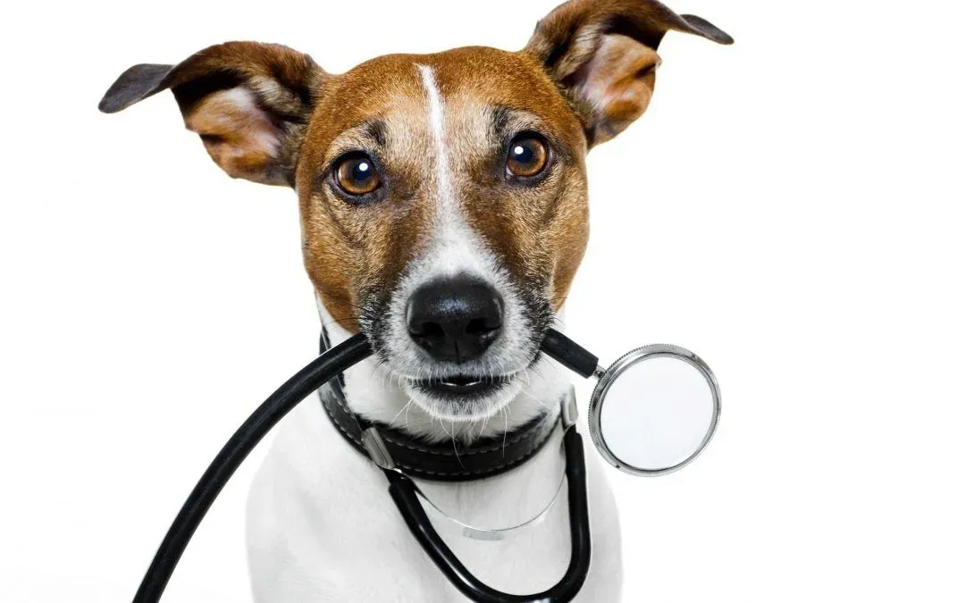 Is Your Dog Vomiting White Foam? Here are 3 Possible Reasons