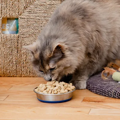 Nature's Feast Essential Wellness Fish & Poultry